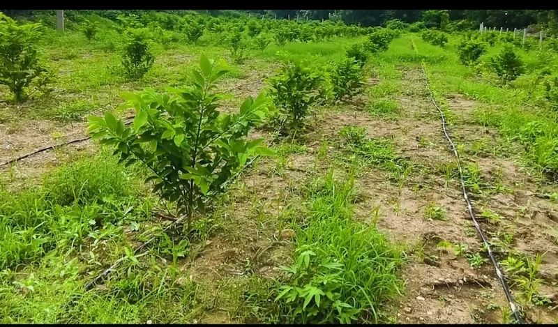 मजदूरी से आत्मनिर्भरता तक-पारंपरिक खेती को छोड़ थामा बागवानी का हाथ, माँ की बगिया अंतर्गत ग्राम कानपुरी की…