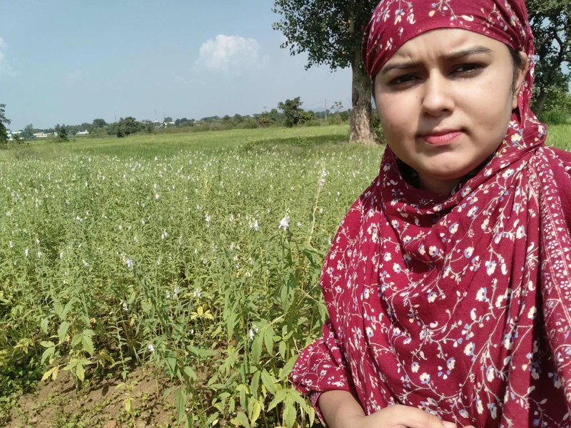 मुरकुड़ा में किसान ने 65 डिसमिल में लगाई तिल की फसल